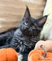 Maine Coon gatti Cucciole Maine coon - Annuncio 15