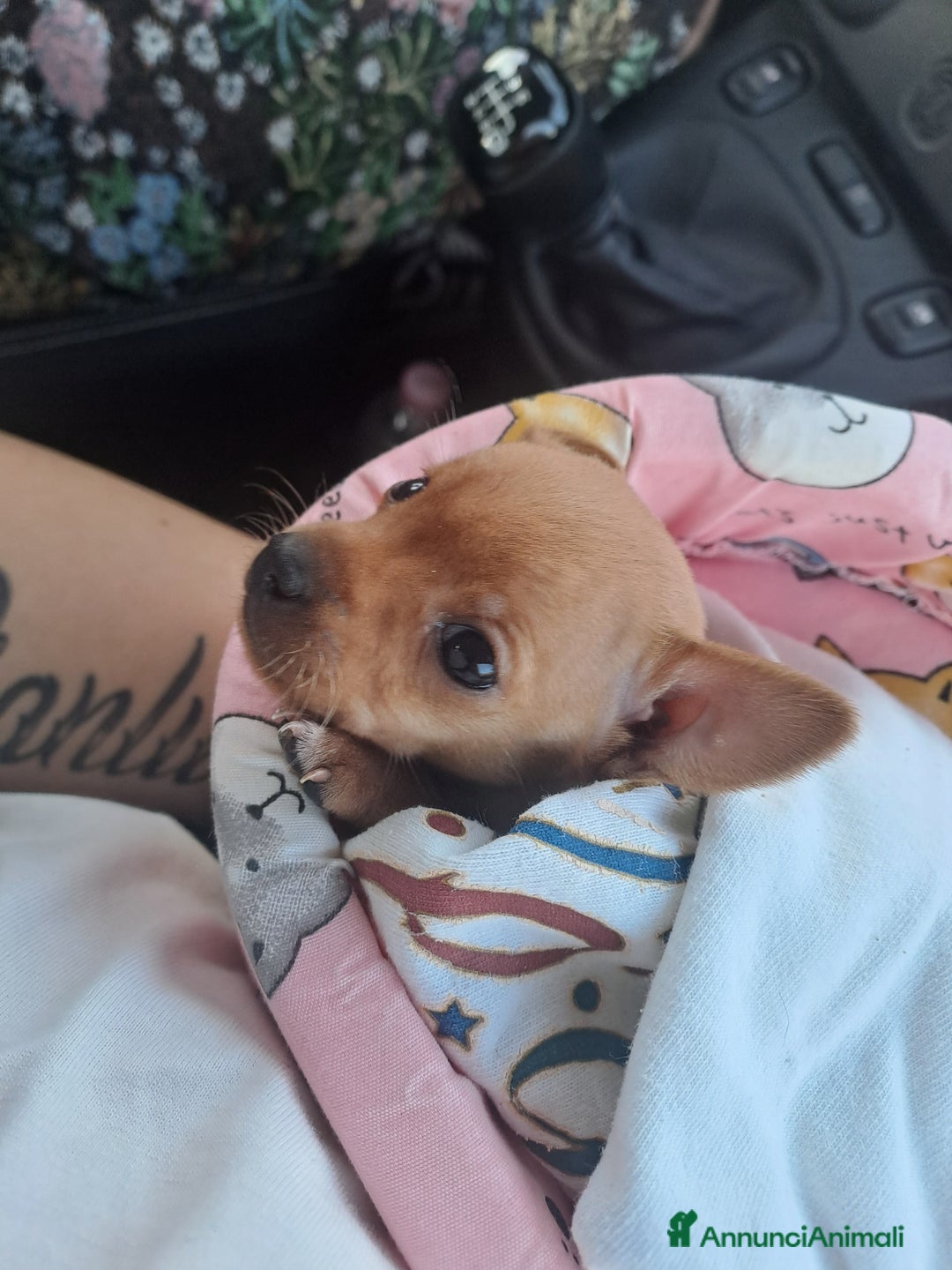 Chihuahua cani in vendita: Chihuahua 300 prezzo trattabile  - Annuncio 7