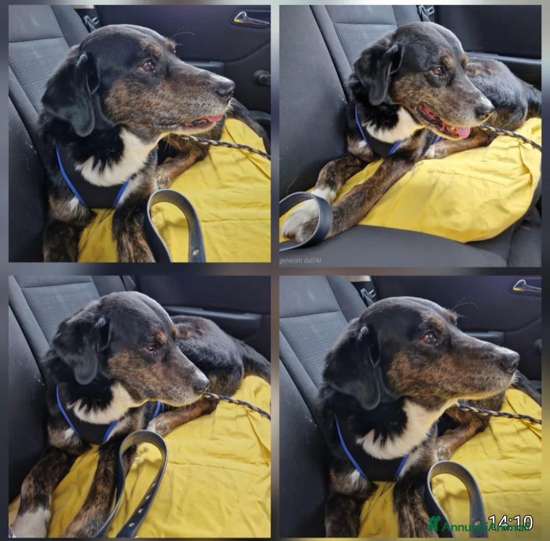 Meticcio cani in regalo: Loky 13anni URGE STALLO( anche a pagamento)MILANO  - Annuncio 2