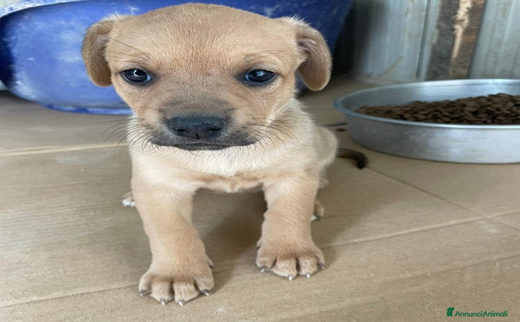 Akita Americano cani a Città metropolitana di Milano - Annuncio 2