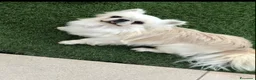 Chihuahua cani in vendita: Maschietto pelo lungo  - Annuncio 3