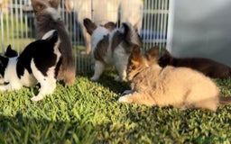 Chihuahua cani in vendita: Cuccioli chihuahua  a Città metropolitana di Milano - Immagine 3