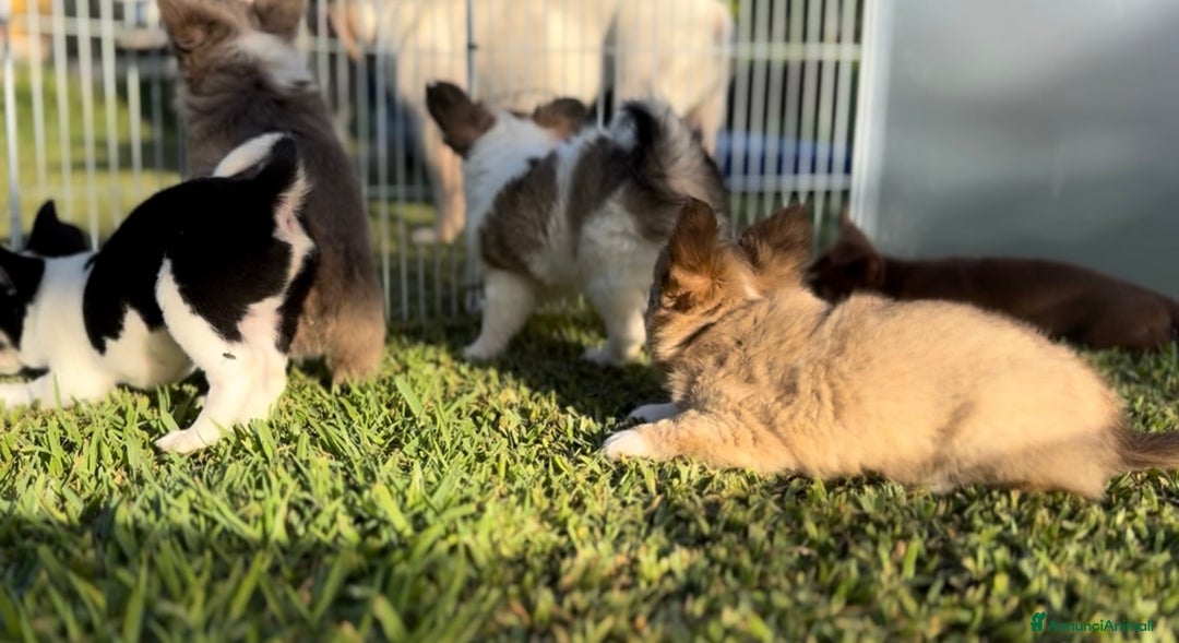 Chihuahua cani in vendita: Cuccioli chihuahua  a Città metropolitana di Milano - Immagine 3