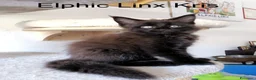 Maine Coon gatti in vendita: Magnifici Cuccioli di Maine Coon disponibili - Annuncio 8