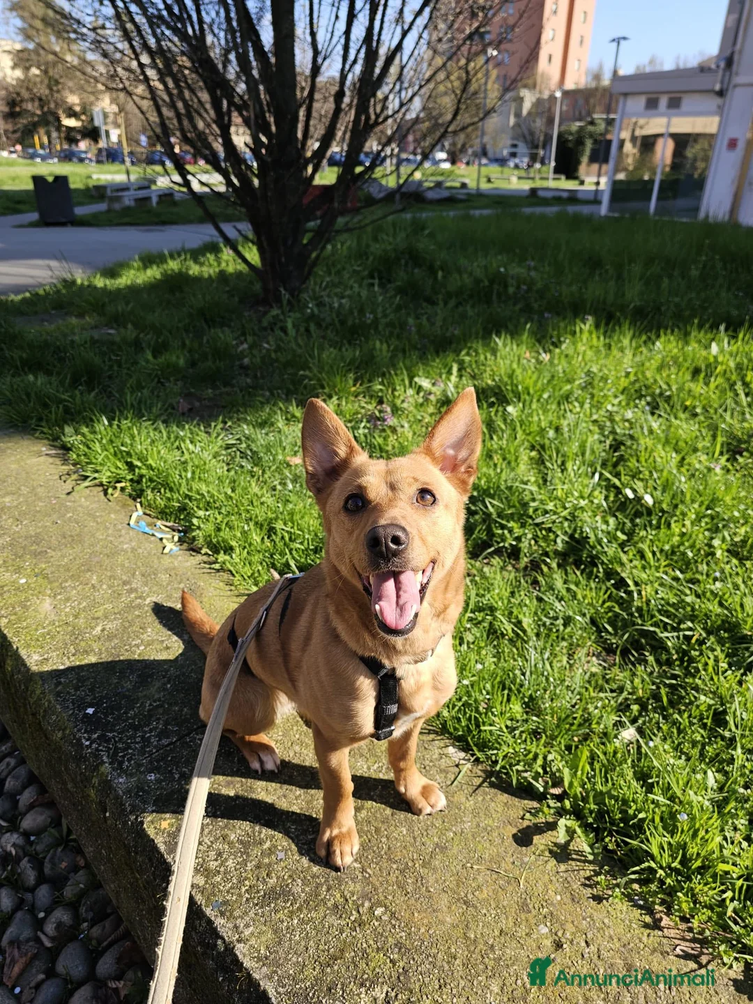 Meticcio cani in regalo: JOY, tenera cagnolina in adozione! - Annuncio 4