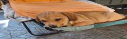 Meticcio cani in regalo: BAO adorabile cucciolo - Annuncio 2