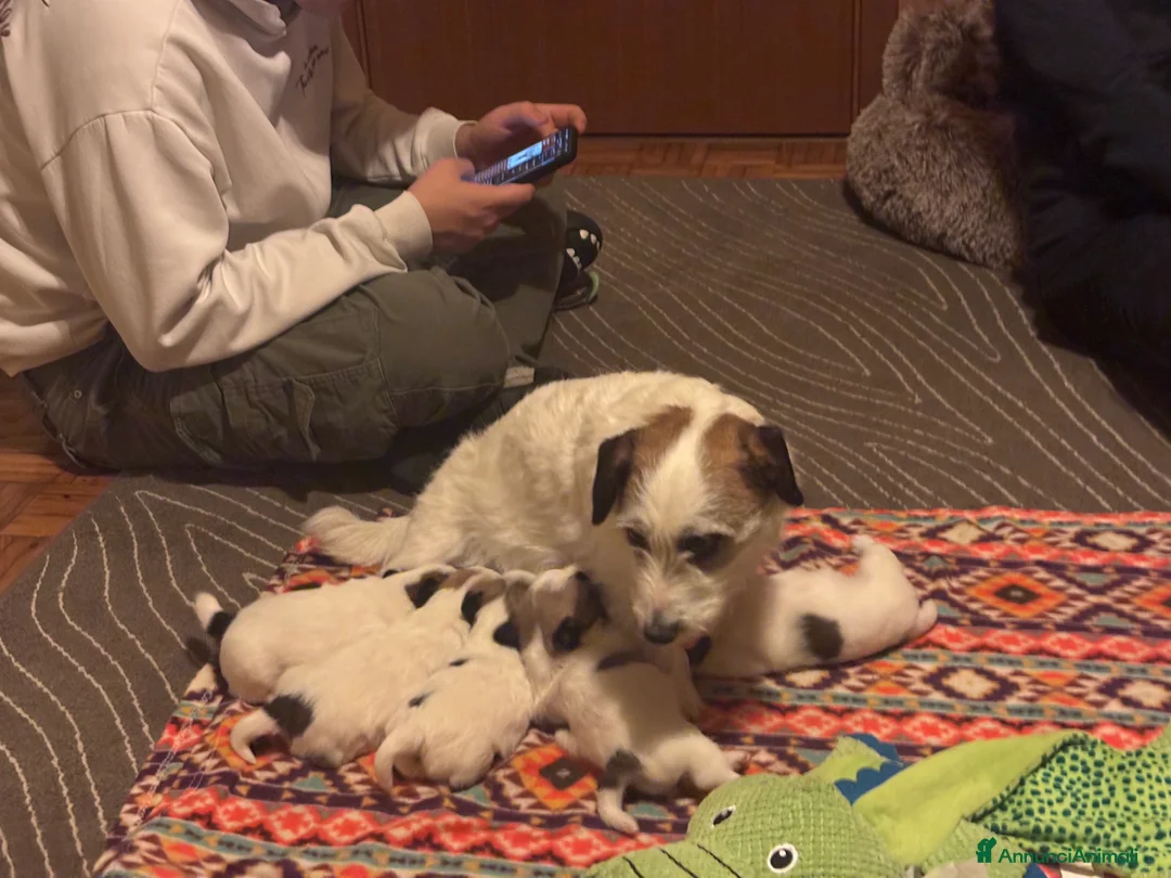 Jack Russell cani in vendita: Cuccioli dí jack russel terrier - Annuncio 2