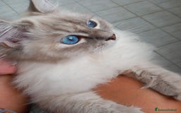 Siberiano gatti in vendita: Cucciolo siberiano neva  a Provincia di Brescia - Immagine 5