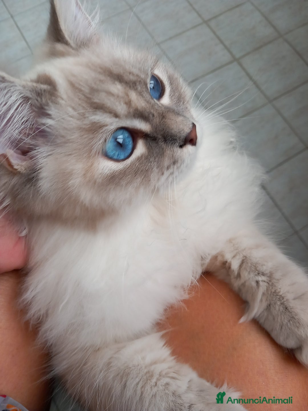 Siberiano gatti in vendita: Cucciolo siberiano neva  a Provincia di Brescia - Immagine 5