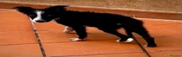 Meticcio cani in regalo: Mino cucciolo mix BORDER COLLIE in adozione - Annuncio 2
