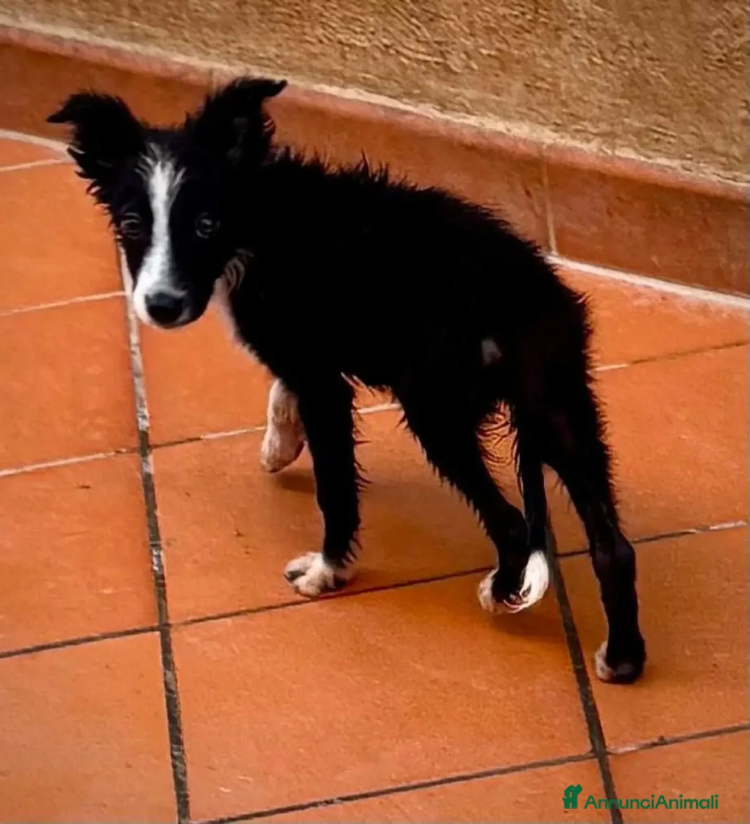 Meticcio cani in regalo: Mino cucciolo mix BORDER COLLIE in adozione - Annuncio 2
