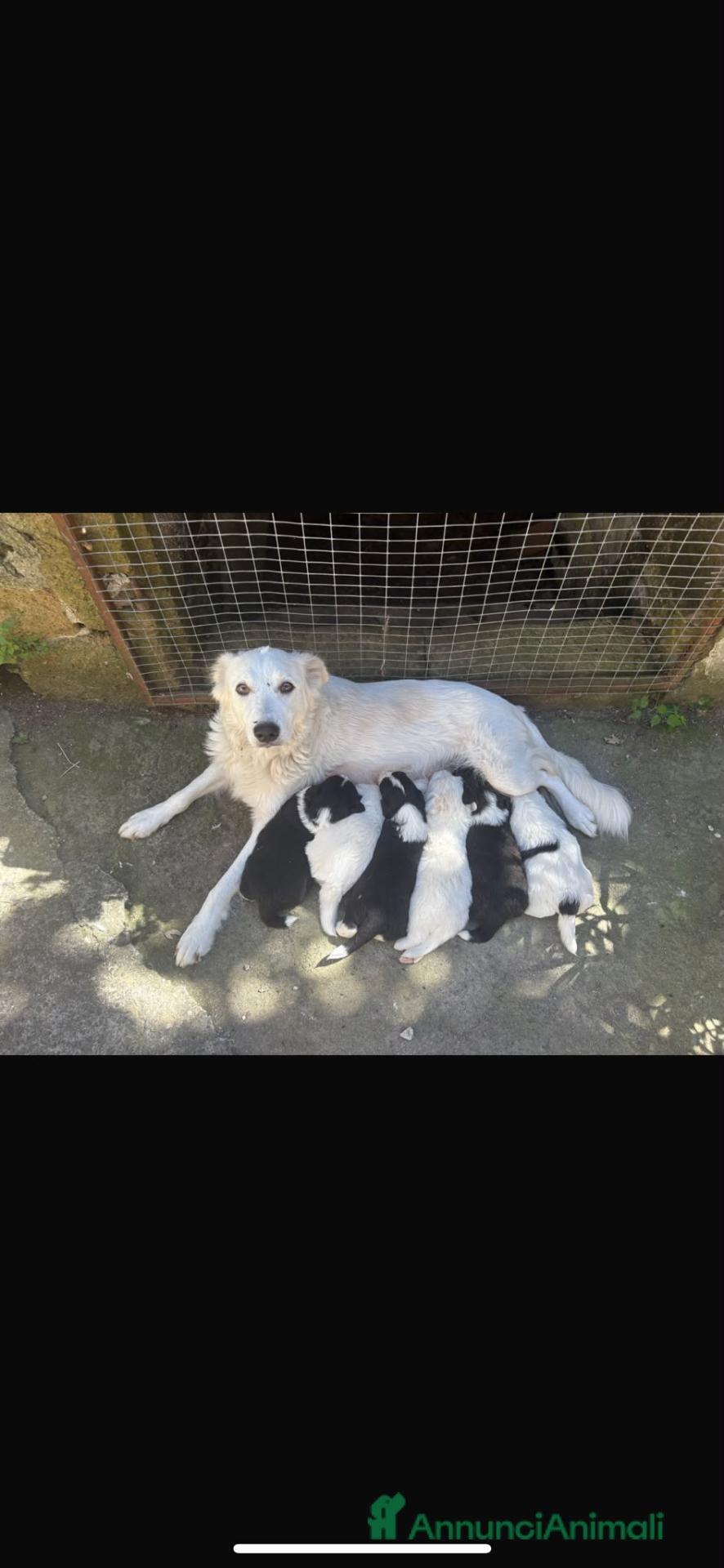 Border Collie cani simil border collie in arrivo, gratis  - Annuncio 1