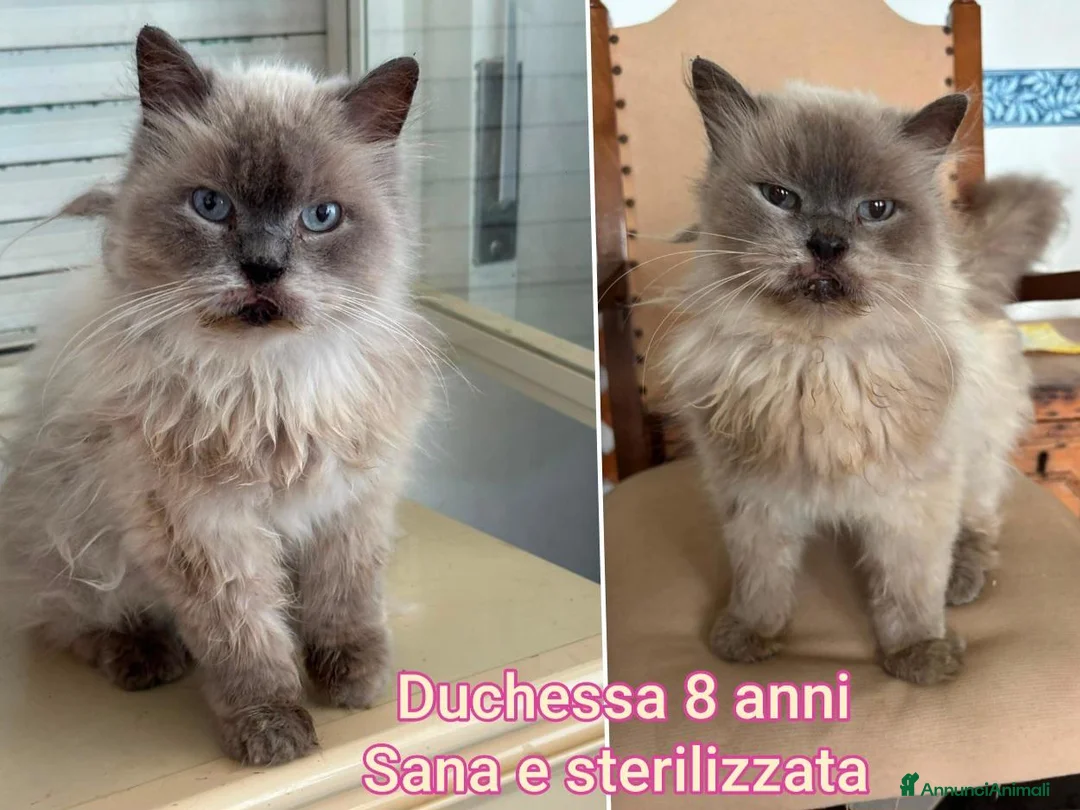 Altre razze gatti in regalo: GATTINI BISOGNOSI IN CERCA D'AMORE  a Città Metropolitana di Bologna - Annuncio 2