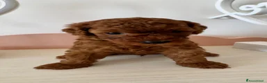 Barboncino Toy 1