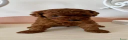 Barboncino Toy cani in vendita: Barboncini red - Annuncio 7