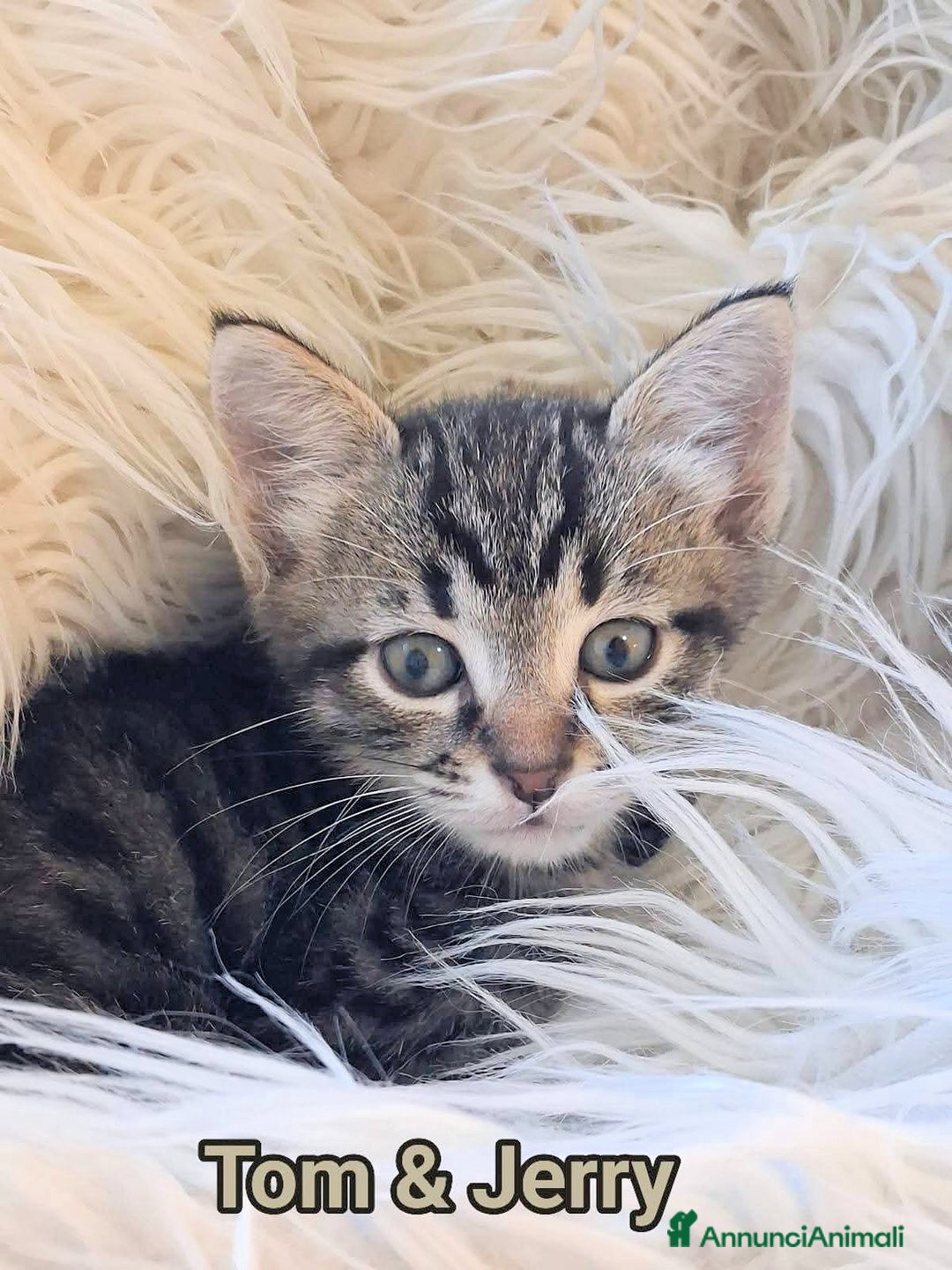 Europeo gatti in regalo: 𝗖'𝗲' 𝗻𝗲𝘀𝘀𝘂𝗻𝗼 𝗽𝗲𝗿 𝗻𝗼𝗶? - Annuncio 4