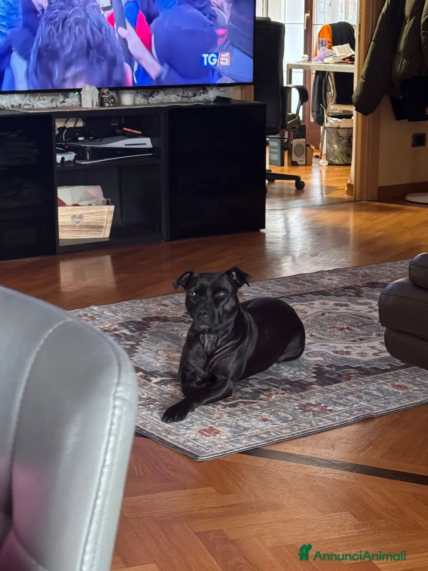 American Staffordshire cani SPARTA american pitbull terrier 4 anni in adozione - Annuncio 2