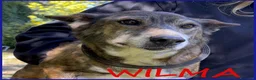 Meticcio cani in regalo: WILMA nonnina sprint a Città metropolitana di Milano - Annuncio 4