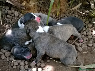 American Staffordshire cani Cuccioli Amstaff Nero con pedigree in Puglia - Annuncio 7