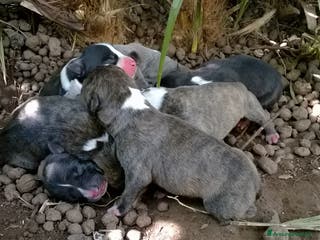 American Staffordshire cani Cuccioli Amstaff Nero con pedigree in Puglia - Annuncio 24