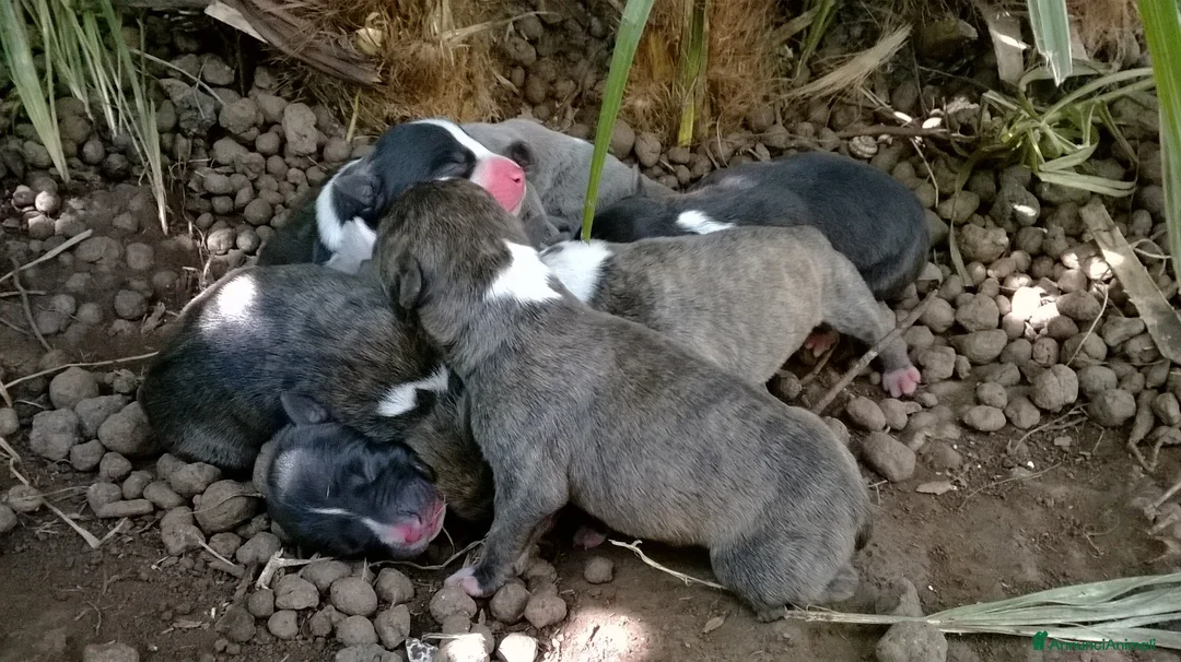 American Staffordshire cani in vendita: Cuccioli Amstaff Nero con pedigree in Puglia - Annuncio 1