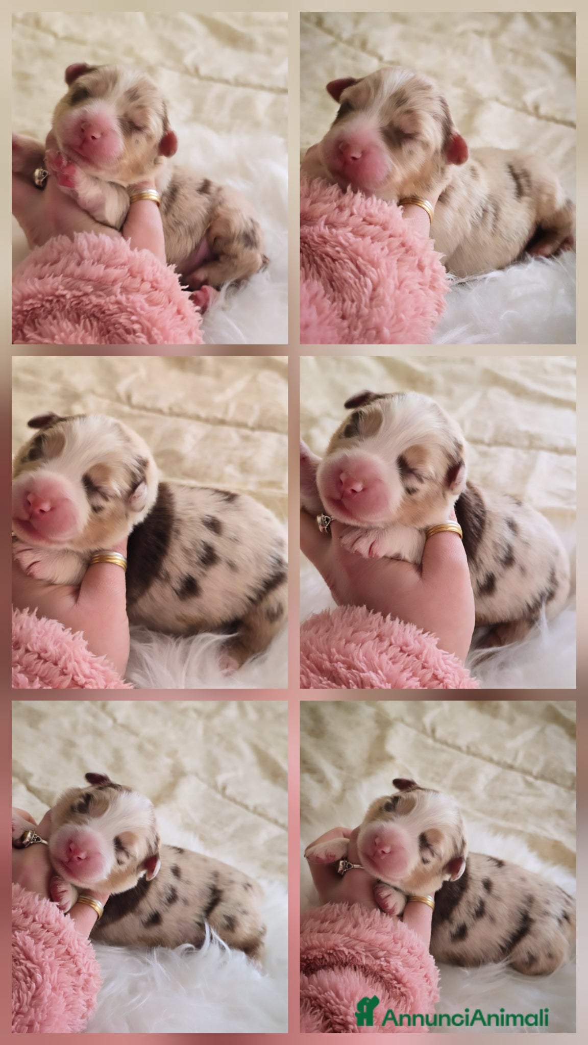 Australian Shepherd cani cucciolo maschio pastore australiano pedigree  - Annuncio 1