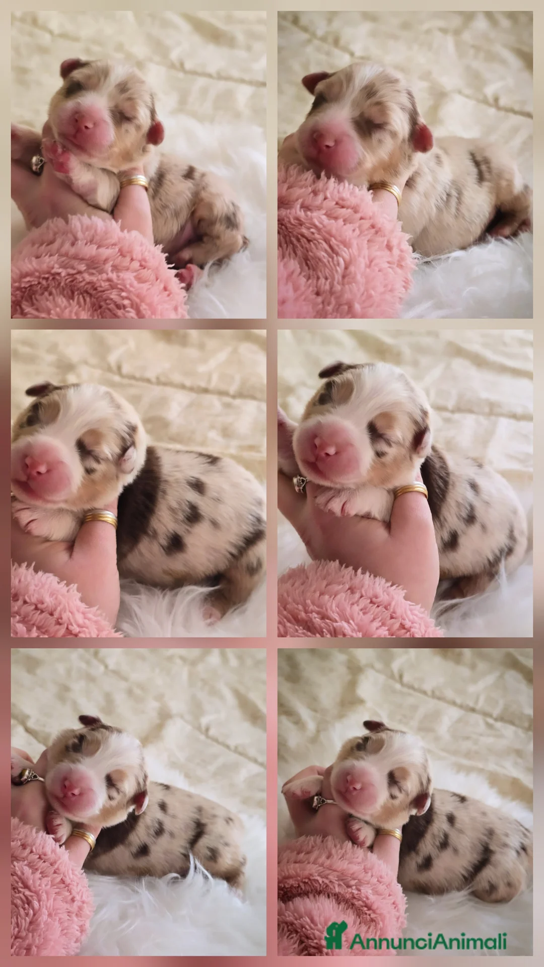 Australian Shepherd cani in vendita: cucciolo maschio pastore australiano pedigree  - Annuncio 1