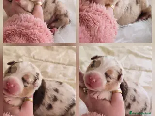 Australian Shepherd cani cucciolo maschio pastore australiano pedigree - Annuncio 1