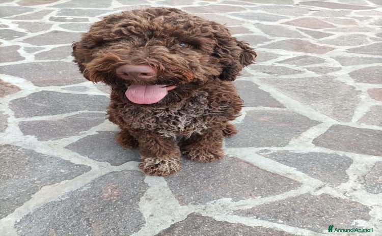 Lagotto cani - Annuncio 1