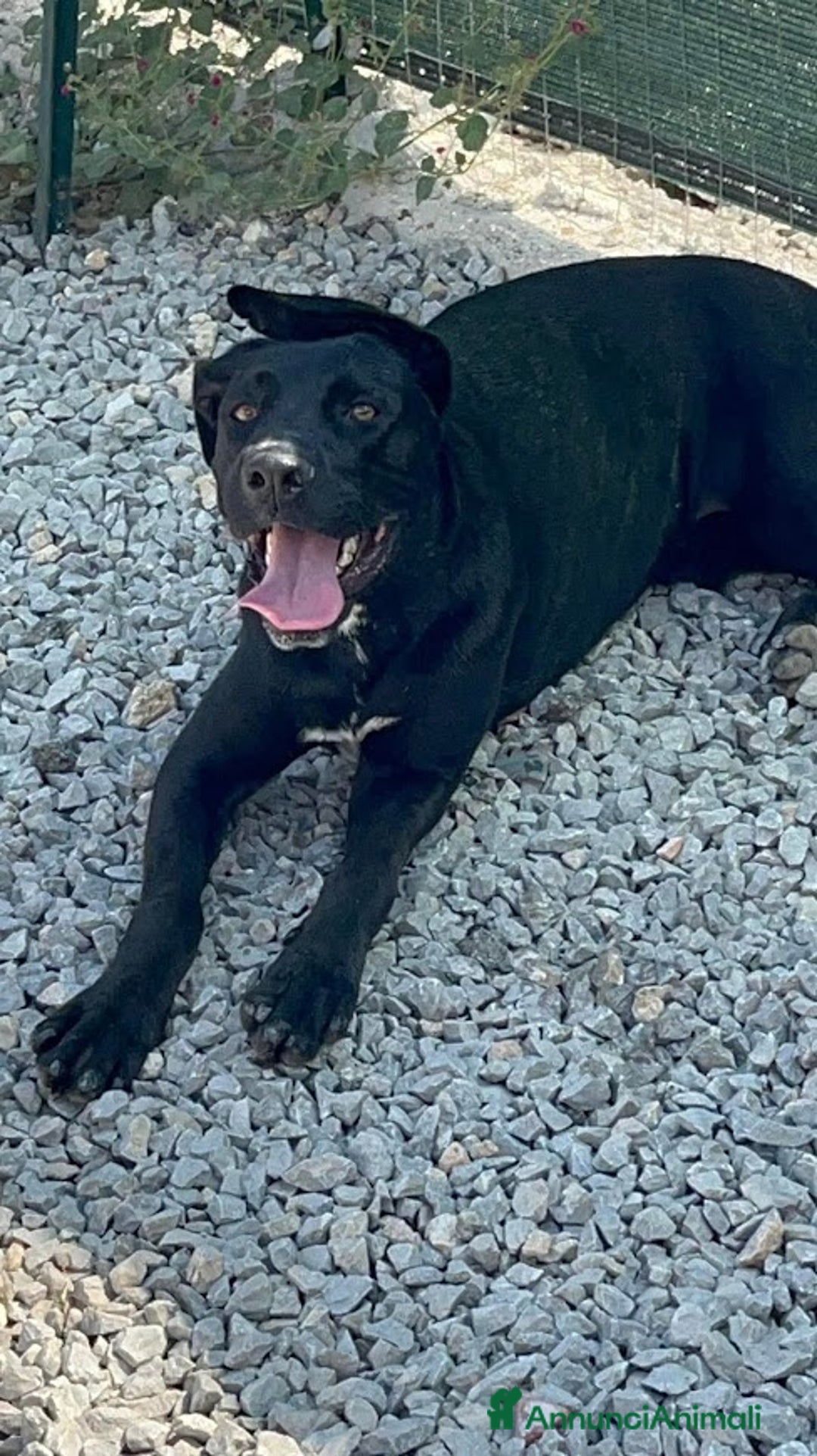 Cane Corso cani in regalo: OLIMPIA panterona dal cuore grande - Annuncio 7