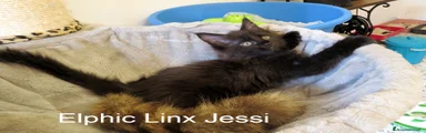 Elphic Linx Jessi, femminuccia