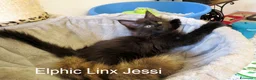 Maine Coon gatti in vendita: Magnifici Cuccioli di Maine Coon disponibili - Annuncio 12