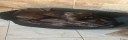 Meticcio cani in regalo: Syson tigrato 4anni mix Pinscher kg13 CASERTA SOS - Annuncio 5