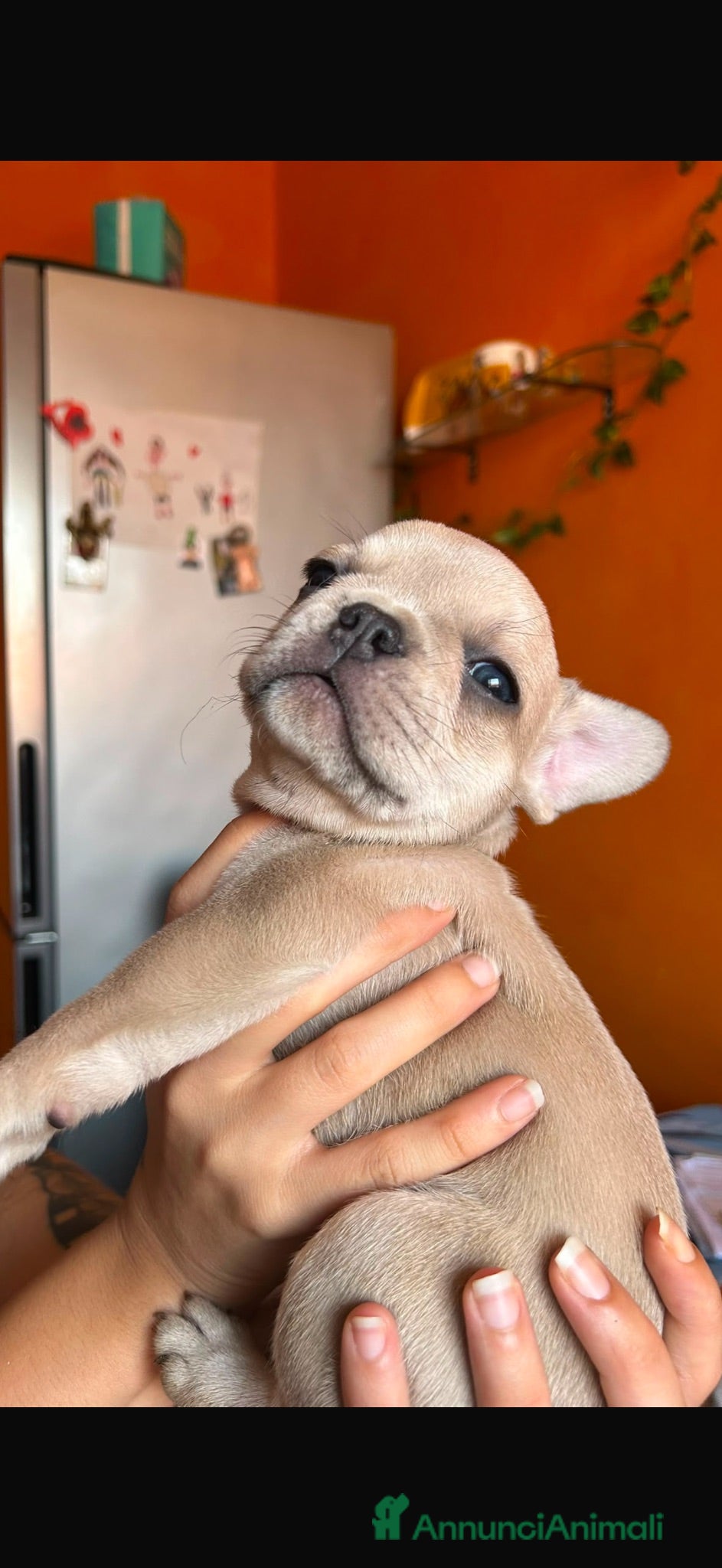 Bulldog Francese cani Bulldog Francesi Blue - Annuncio 26