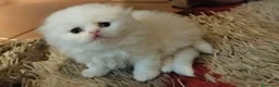 Scottish gatti in vendita: Bellissimi scottish fold e straigh  - Annuncio 7