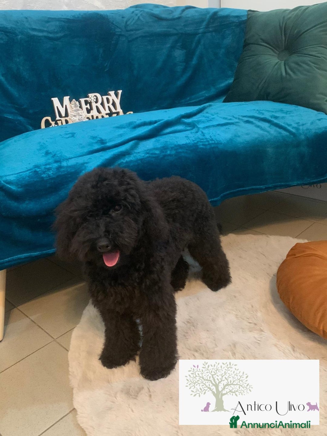 Barboncino cani in vendita: Barboncini Marroni , Bianchi e Neri con Pedigree - Annuncio 6