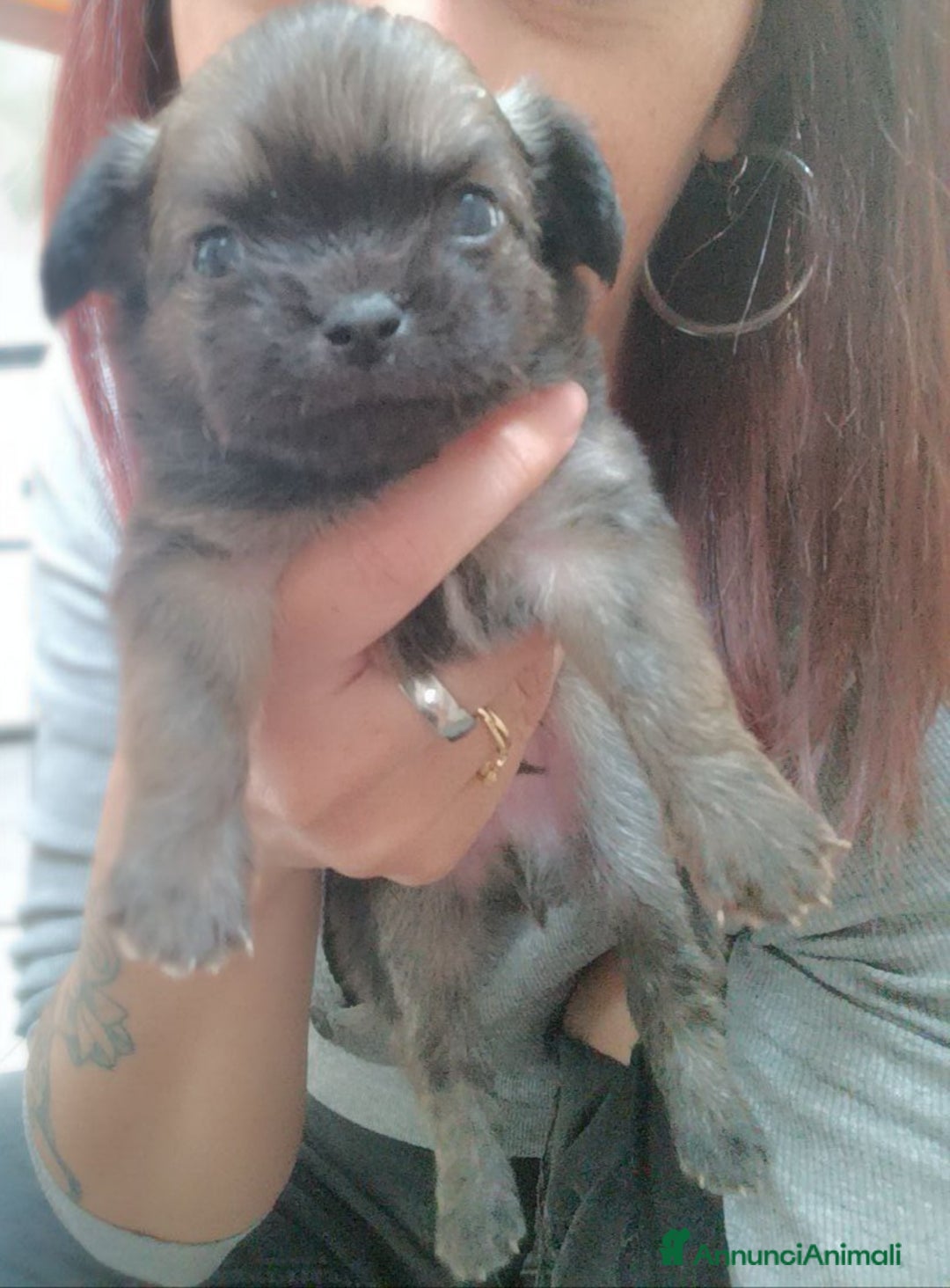 Chihuahua cani in vendita: Cuccioli di chihuahua con pedigree  a Città Metropolitana di Bologna - Immagine 2