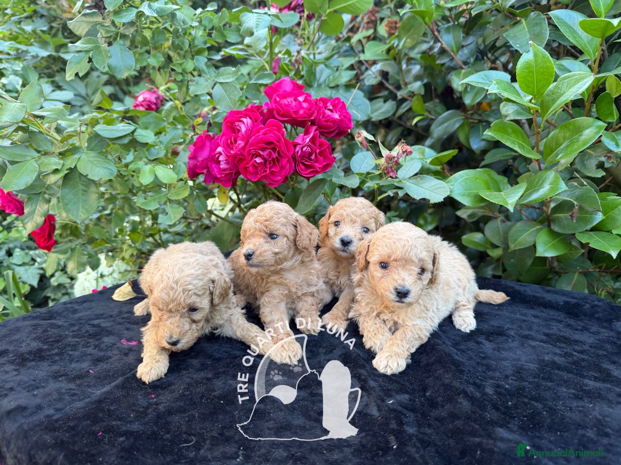 Barboncino Toy cani Barboncino Toy – TreQuartidiLuna - Annuncio 10