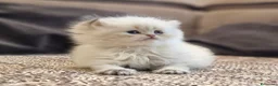 British gatti in vendita: PEDIGREE DA RIPRODUZIONE BRITISH LONGHAIR POINT  - Annuncio 10