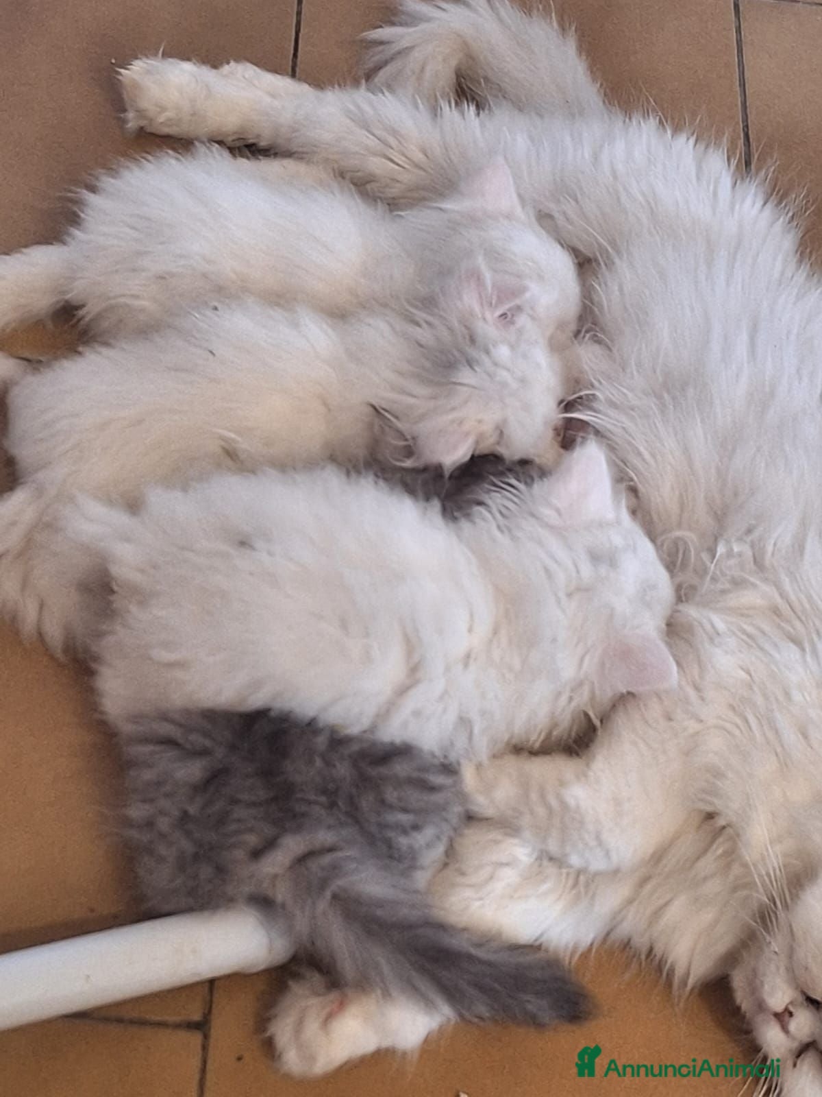 Persiano gatti Persiane chinchilla - Annuncio 8