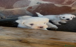 Maltese cani in vendita: Cuccioli di Maltese 100% originali – Disponibili a Città Metropolitana di Napoli - Immagine 2