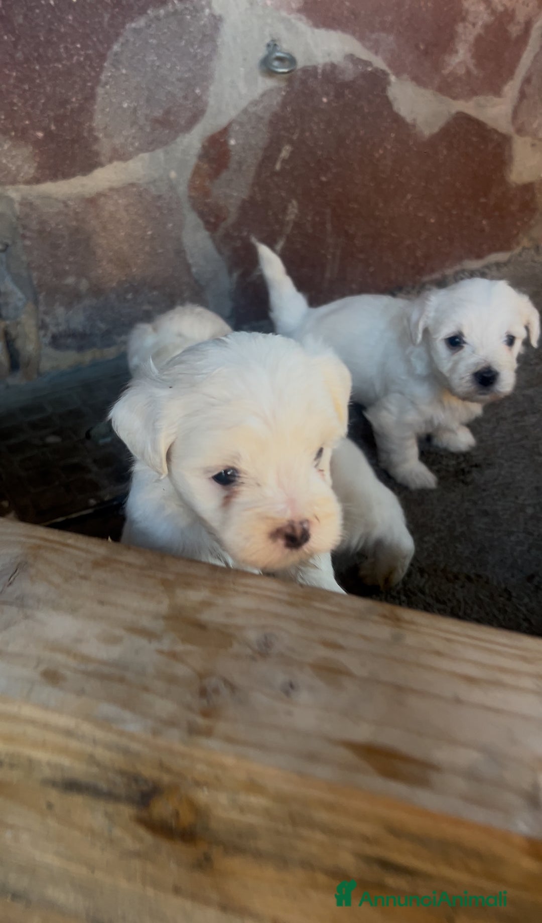 Maltese cani in vendita: Cuccioli di Maltese 100% originali – Disponibili a Città Metropolitana di Napoli - Immagine 2