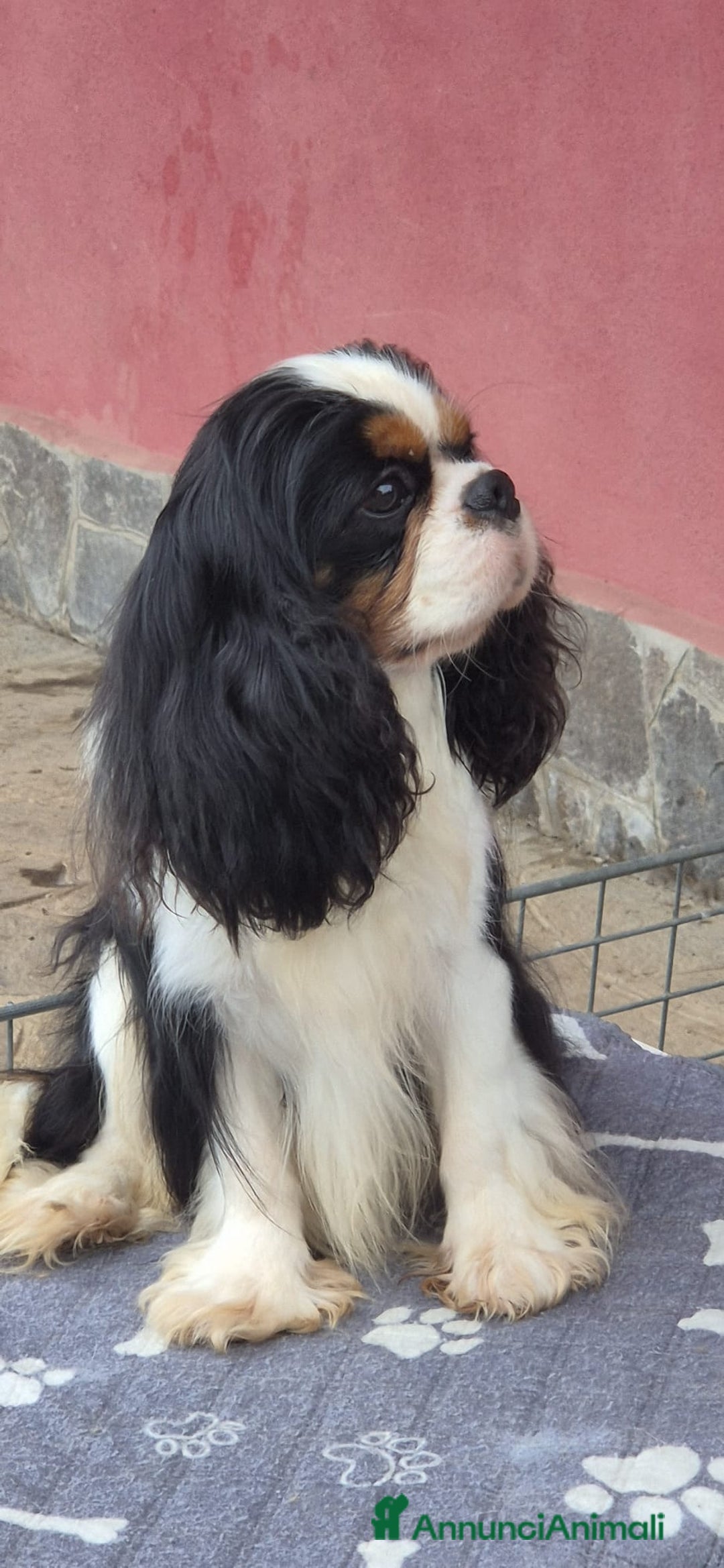 Cavalier King cani in vendita: Cuccioli Cavalier King Charles Spaniel  - Annuncio 7