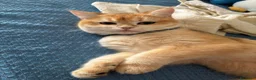 British gatti per accoppiamento: british da monta - Annuncio 3