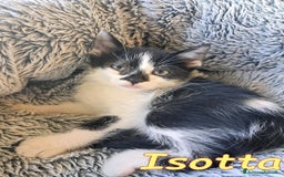 Europeo gatti in regalo: PICCINA e BELLISSIMA  ISOTTA🖤🤍 - Immagine 4