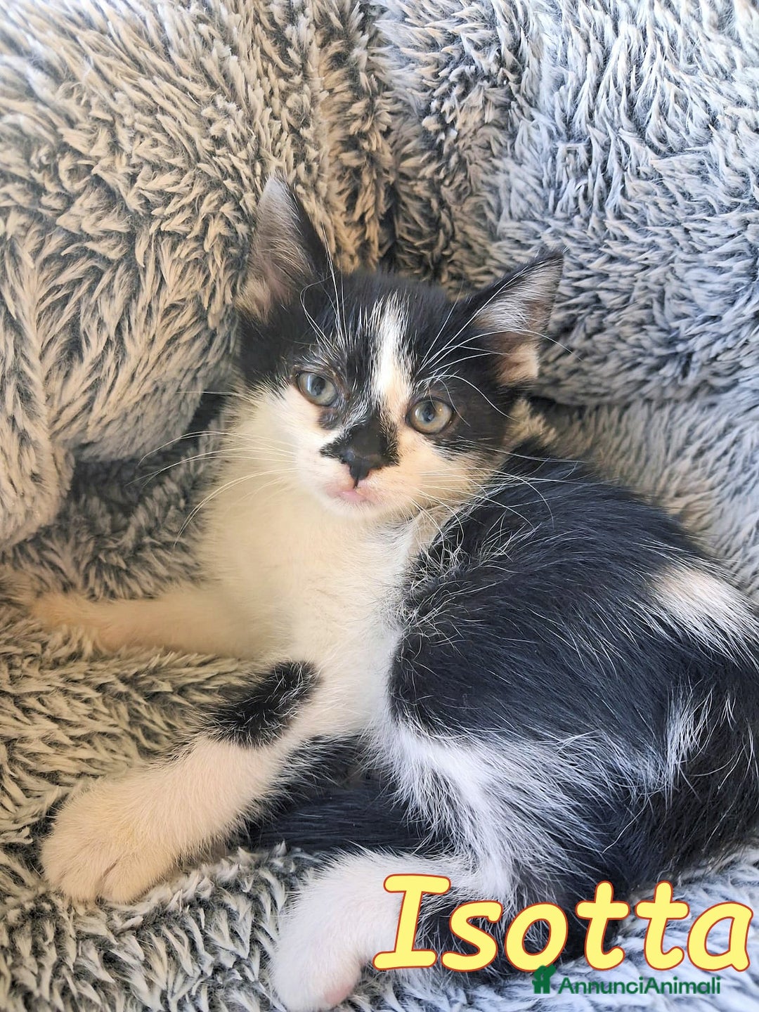 Europeo gatti in regalo: PICCINA e BELLISSIMA  ISOTTA🖤🤍 - Immagine 4