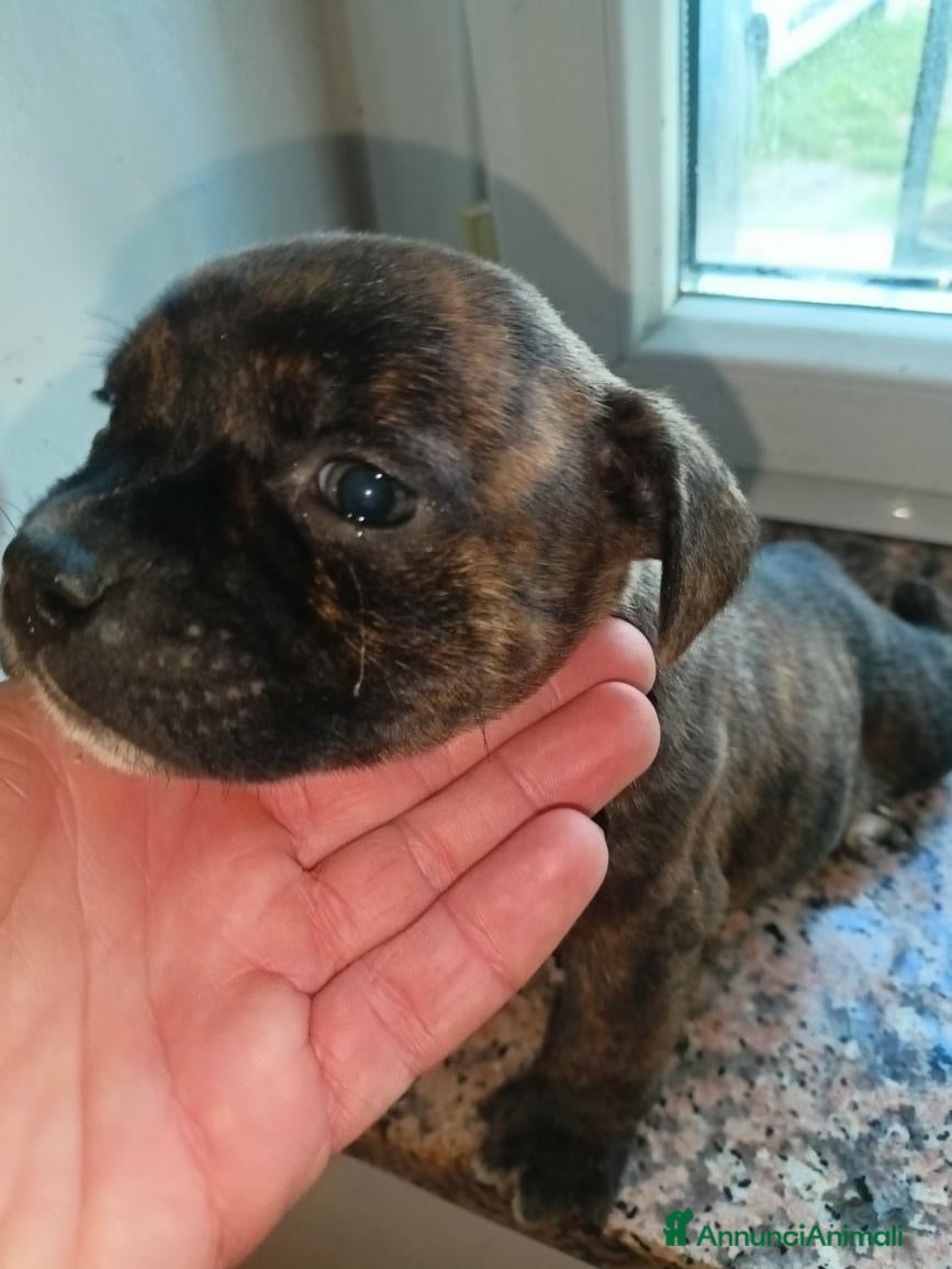 Staffordshire cani Staffordshire bull terrier  - Annuncio 2