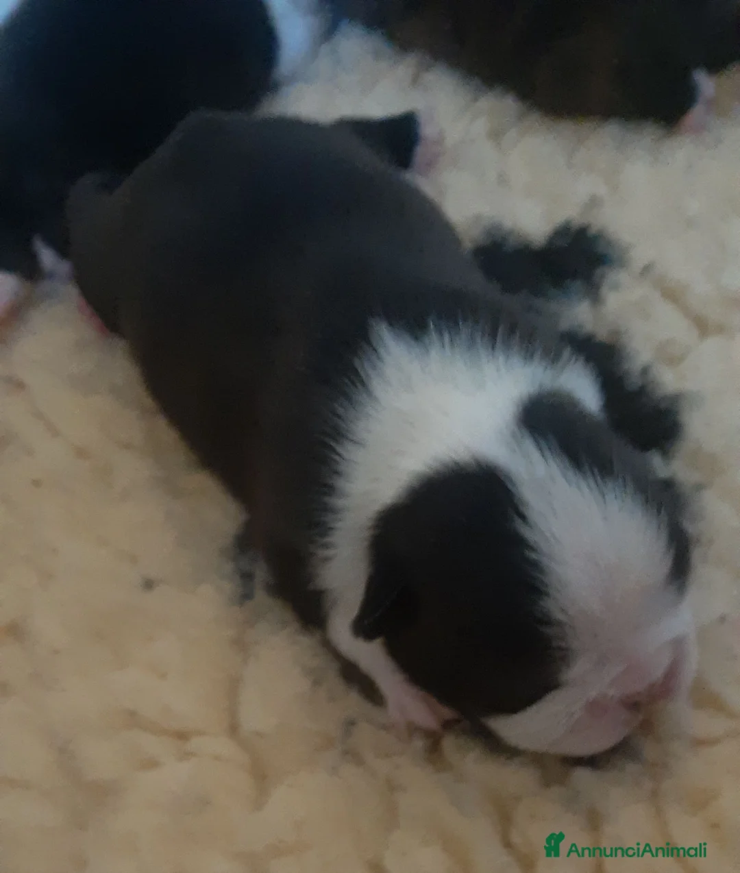 Boston Terrier cani in vendita: Cuccioli di Boston terrier con pedigree  - Annuncio 2