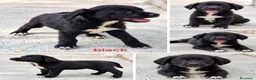 Meticcio cani in regalo: Cuccioli di taglia media piccola  - Annuncio 4