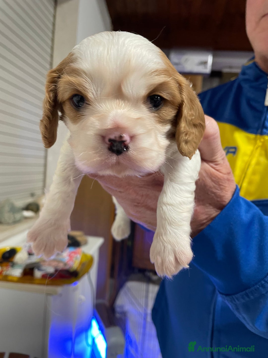 Cavalier King cani in vendita: Cuccioli Cavalier King Blenheim con pedigree - Annuncio 5